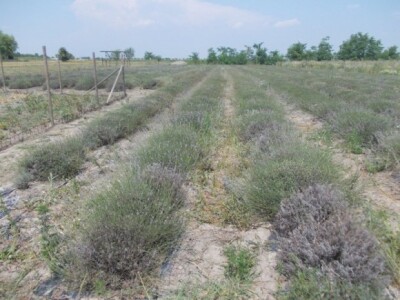 Hržica ima 3.200 grmova lavande