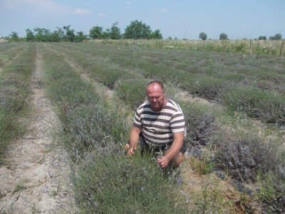 Lavanda u Antunovcu