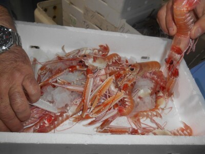 Ma tko ne voli škampe!