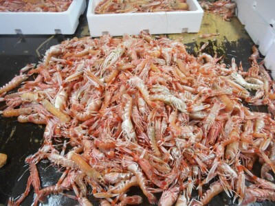 Samo nek je škampi!