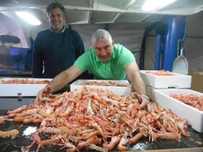 Ususret škampima - Dinko Cvjetović