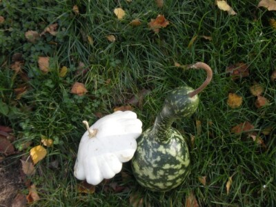 Bio bašta Mariane Lelea iz Torka