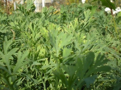 Bio bašta Mariane Lelea iz Torka