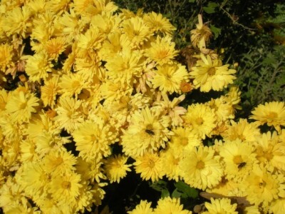 Bio bašta Mariane Lelea iz Torka