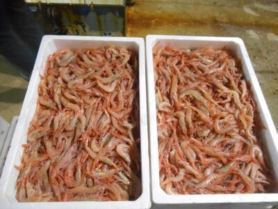 Škampi da ne mogu biti bolji