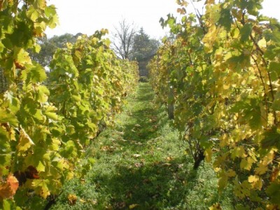 Bio bašta Mariane Lelea iz Torka