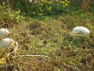 Bio bašta Mariane Lelea iz Torka