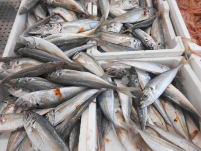 Kadar za sve ljubitelje dobre i svježe ribe!