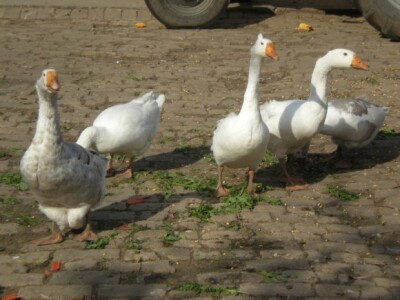 Bio bašta Mariane Lelea iz Torka