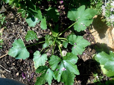 Tikvice - vjesnik zdravlja!