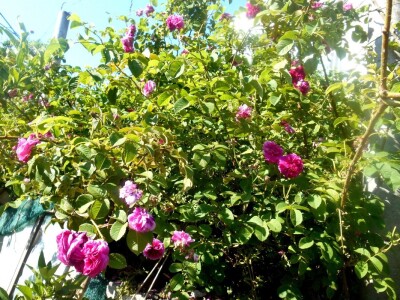 Ruža starinska stolista  u očaravajućoj boji