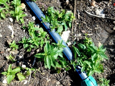 Metvica jako dobro uspijeva