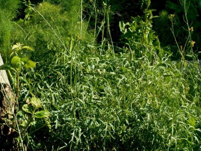 Prizor zdravlja koja nam daje priroda