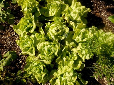 Zdrava salata - zdrav obrok!