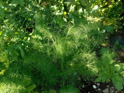 Mnogi su sretni kad mogu pronaći kopar