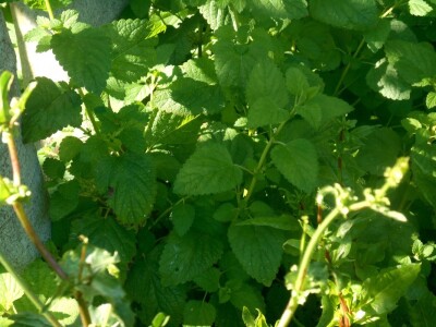 Listovi biljaka su očuvani i svježi