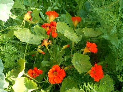 Specifična i zanimljiva biljka dragoljubac