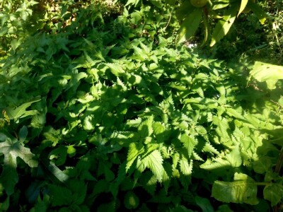 Iz priloženog se vidi očuvanost i briga o svakog biljci