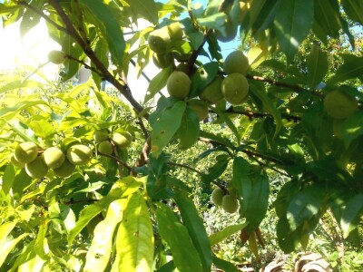 Zdrav plod je primjer zdravog načina života