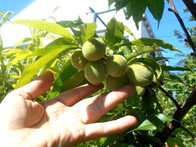 Veliki plodovi kao rezultat velikog rada