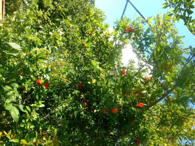 Ne nedostaje ni šipka u njezinom vrtu