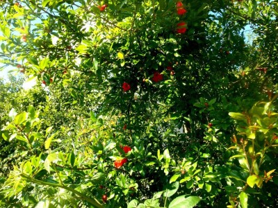 Zdrav i očuvan šipak