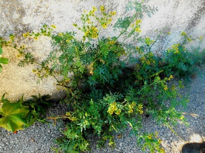 Ruta - posebna biljka