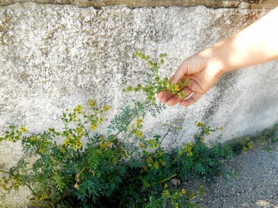 Ljekovitost rute naročito je poznata