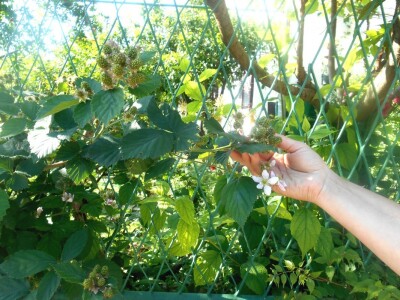 Kupine se redovito beru