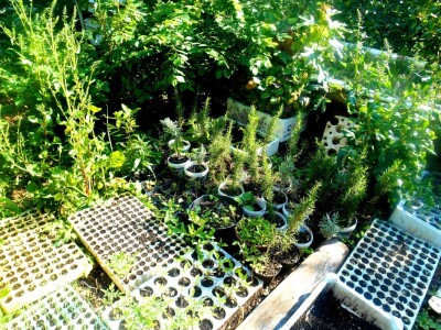 Različite veličine i oblici presadnica kao atrakcija