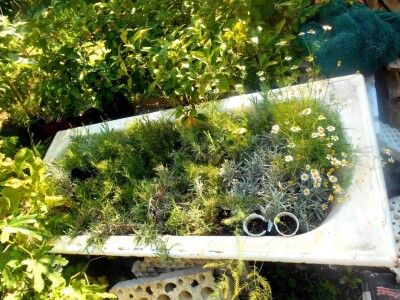 Presadnice iz vlastitog uzgoja