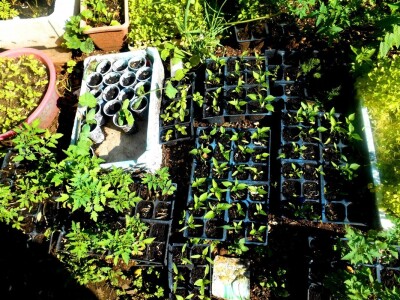 Sve su presadnice na svom mjestu