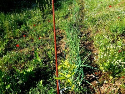 Suživot biljaka - najbolji recept za sve svijetove