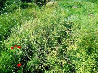 Sjeme dajkona - bijela rotkva (za korijenasto je još važnije da raste u zravoj i živoj zemlji)