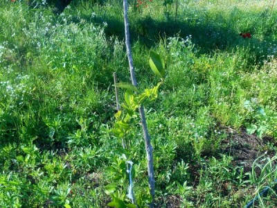 Novi nasad limuna, naranača i šipaka