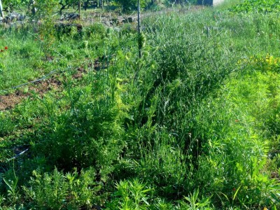 Osunčano sjeme mrkve