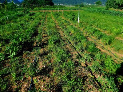 Rajčice stare sorte u vlastitom uzgoju