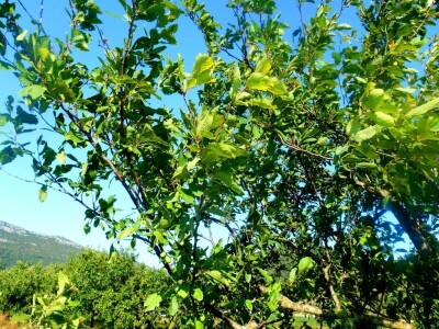 Žuta šljiva u Stonu