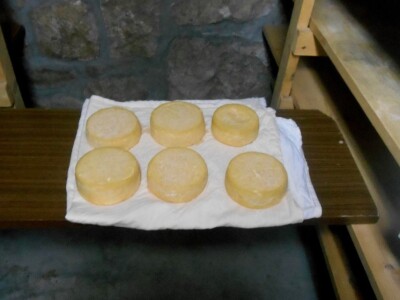 Šest sireva, svaki jednake kvalitete, okusa i oblika