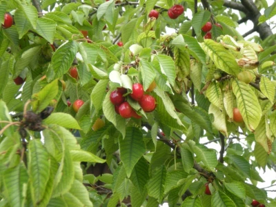 Trešnje
