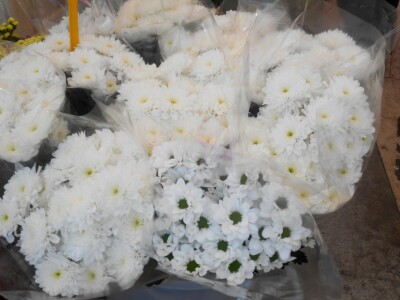 Jednostavnost bijelog cvijeta daje im višestruku korisnost