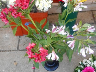 Ovakvo cvijeće je poželjno da krasi stol pripradnica ljepeg spola