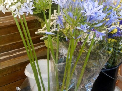 Cvijet koji je dokaz raznovrsnosti i zanimljivosti