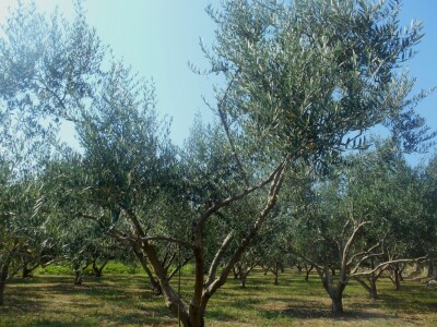 Vode brigu o svakoj maslini