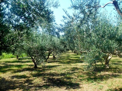 Masline su jedne od glavnih proizvoda