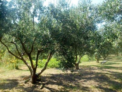 Uskoro će prijeći na nove sorte maslina