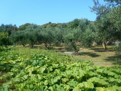 Primjer kako se radi posao s ljubavlju