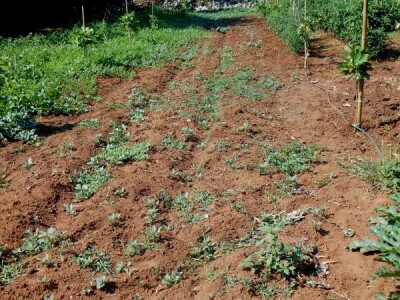 Sve njihove biljke nalaze se na otoku Koločepu