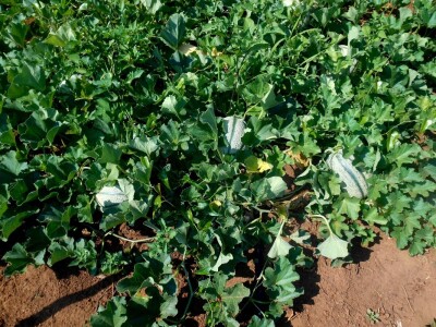 Pipuni (dinje) na jednom mjestu