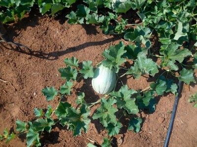 Zdravo voće prava je poruka očuvanosti i brige